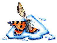 Rollover Butterfly in Water button